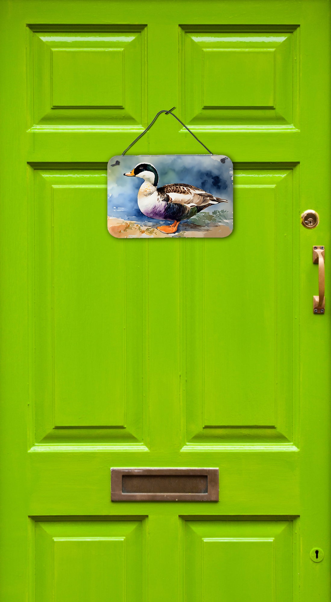 Common Eider Duck Wall or Door Hanging Prints